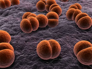 meningokok small 300x225 Meningokok